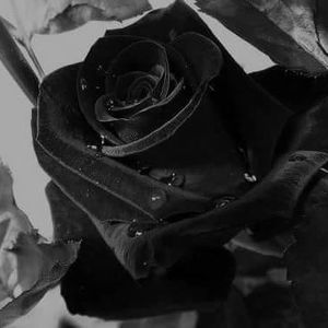 Meet your Posher, Flor s. cortes